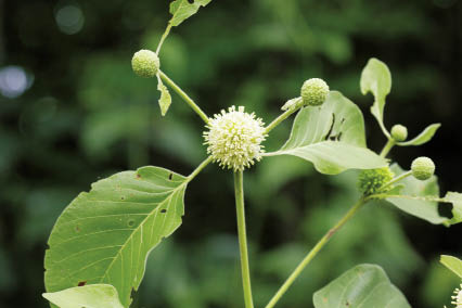 กระทุ่มเนิน Mitragyna rotundifolia (Roxb.) Kuntze<br/>RUBIACEAE